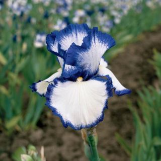 Presbys Crown Jewel Iris Thumbnail